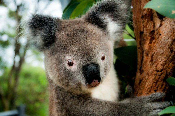 Quels sont les meilleurs spots pour observer les koalas en Australie : parcs et périodes recommandées ?